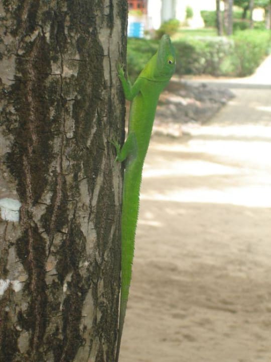 Eidechse Hotel Riu Palace Tropical Bay
