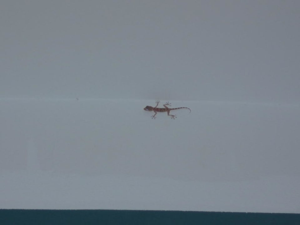 Geco im Garten und Hausbereich 31 Jaz Makadi Oasis Resort