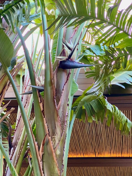 Gartenanlage Voyage Torba