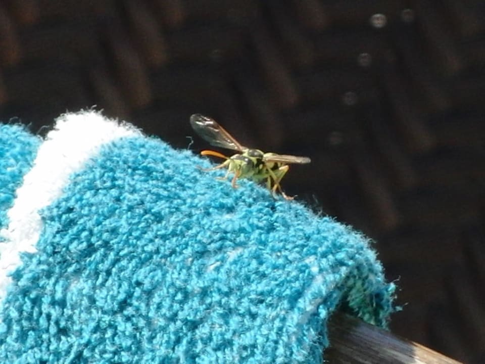 Nettes Insekt Hotel Kalithea Horizon Royal