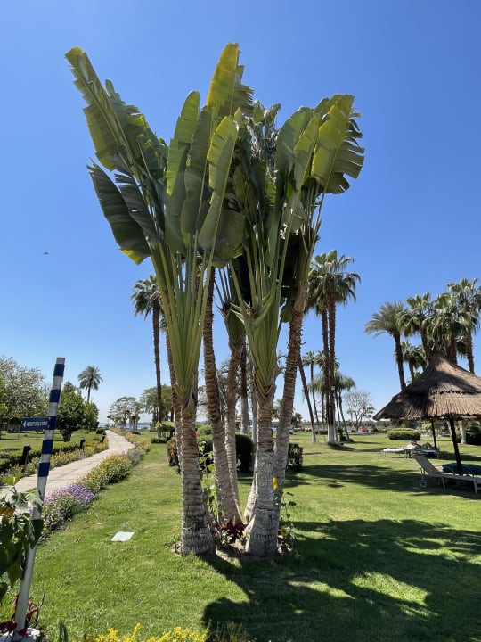 Gartenanlage Jolie Ville Kings Island Luxor