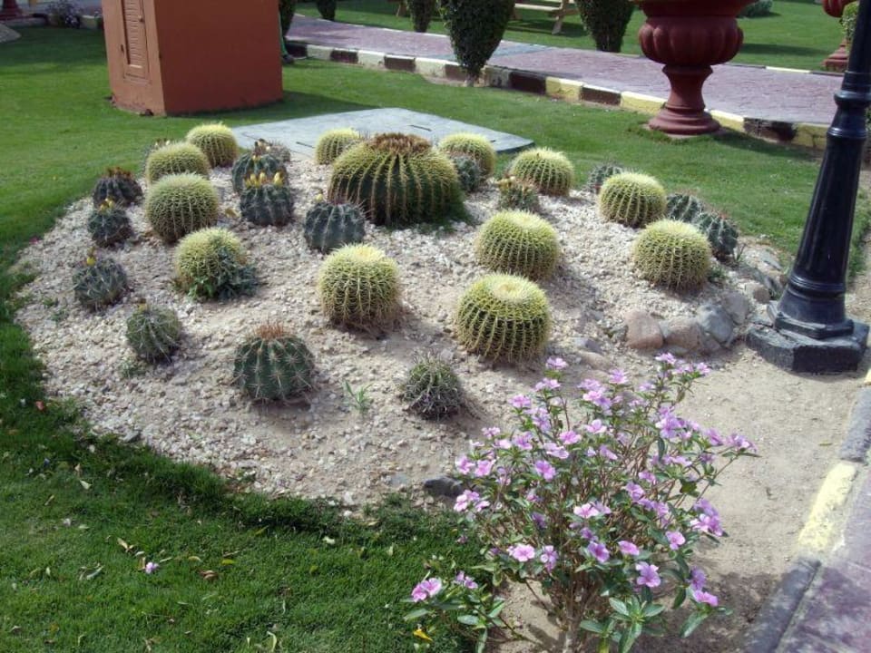 Kakteen ohne Ende Pickalbatros Dana Beach Resort - Hurghada