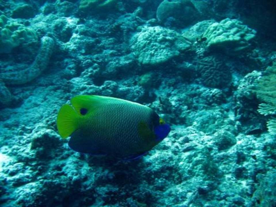 Unterwasser - Bootstauchgang NH Collection Maldives Reethi Resort