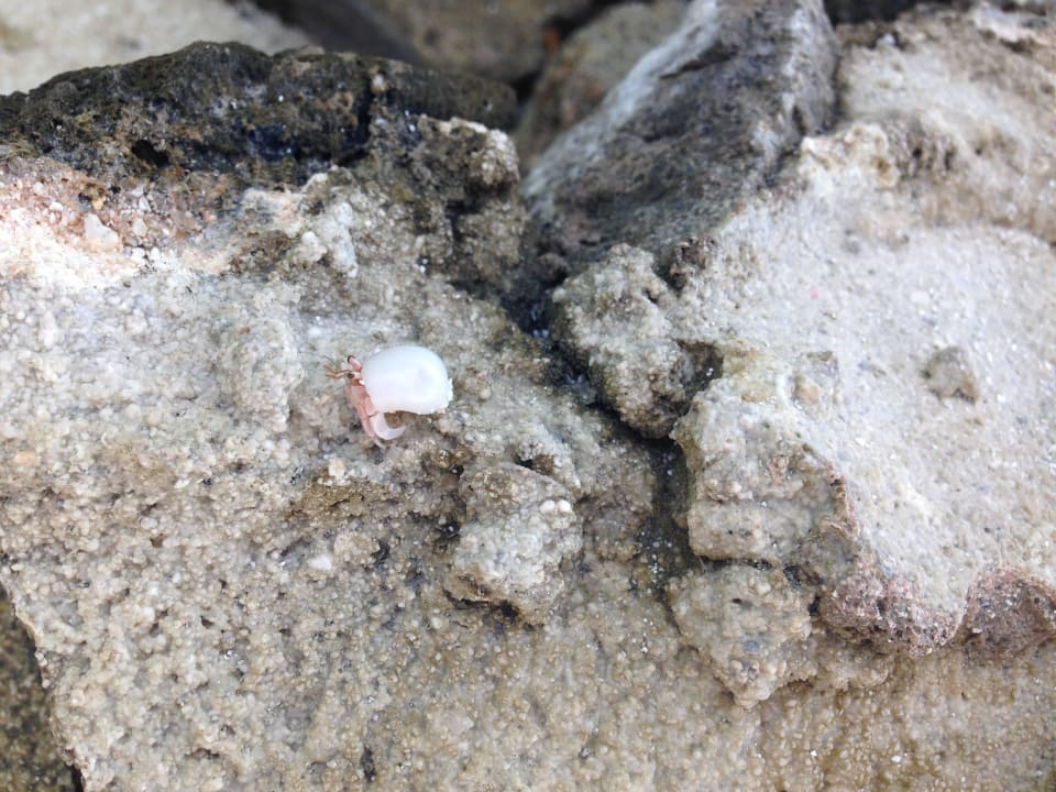 Wanderkrabbe  Biyadhoo Island Resort