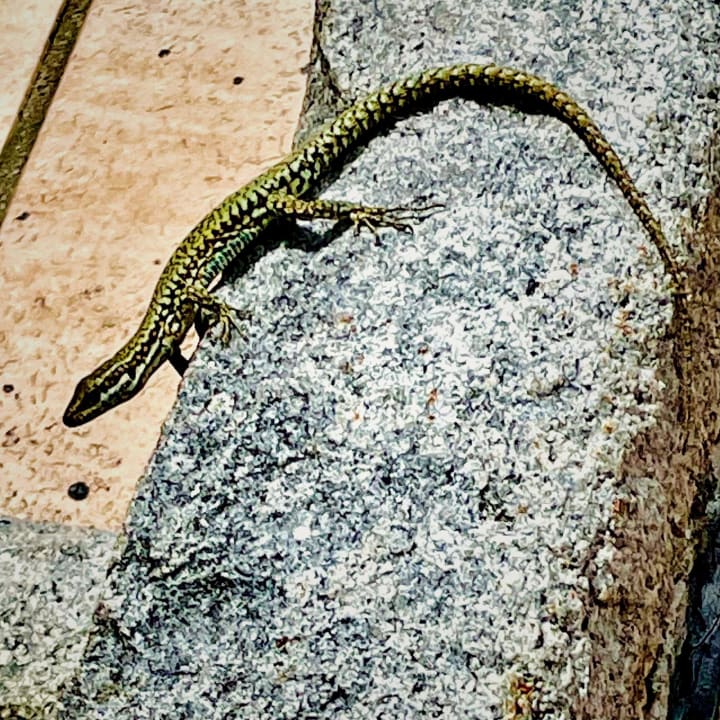 Sonstiges Lago Garden