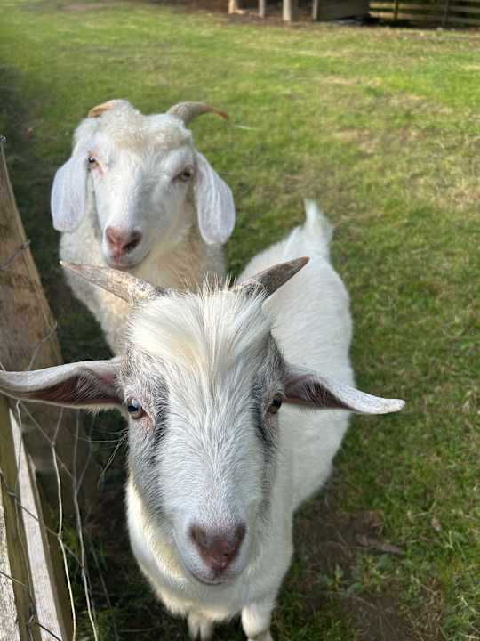Gartenanlage Naturel Hoteldorf Schönleitn