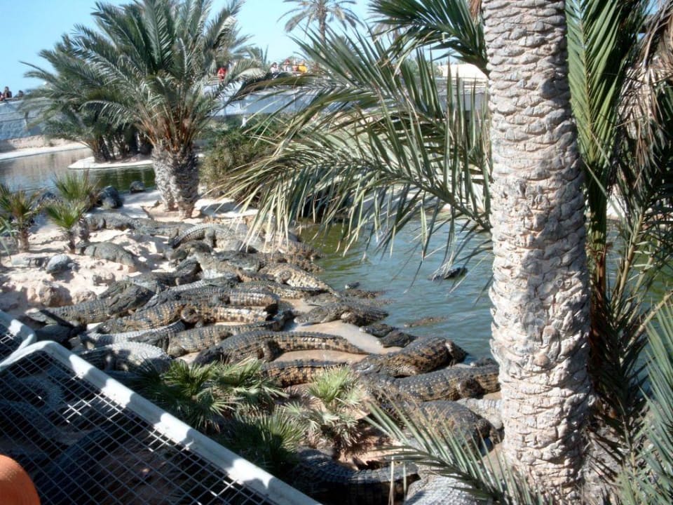 Fütterung auf der Krokodilfarm (Sonntag um 17.00 Uhr) Calimera Yati Beach