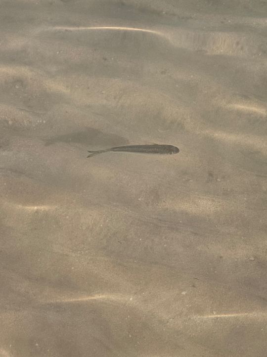 Strand Sentido Caribbean World Soma Bay