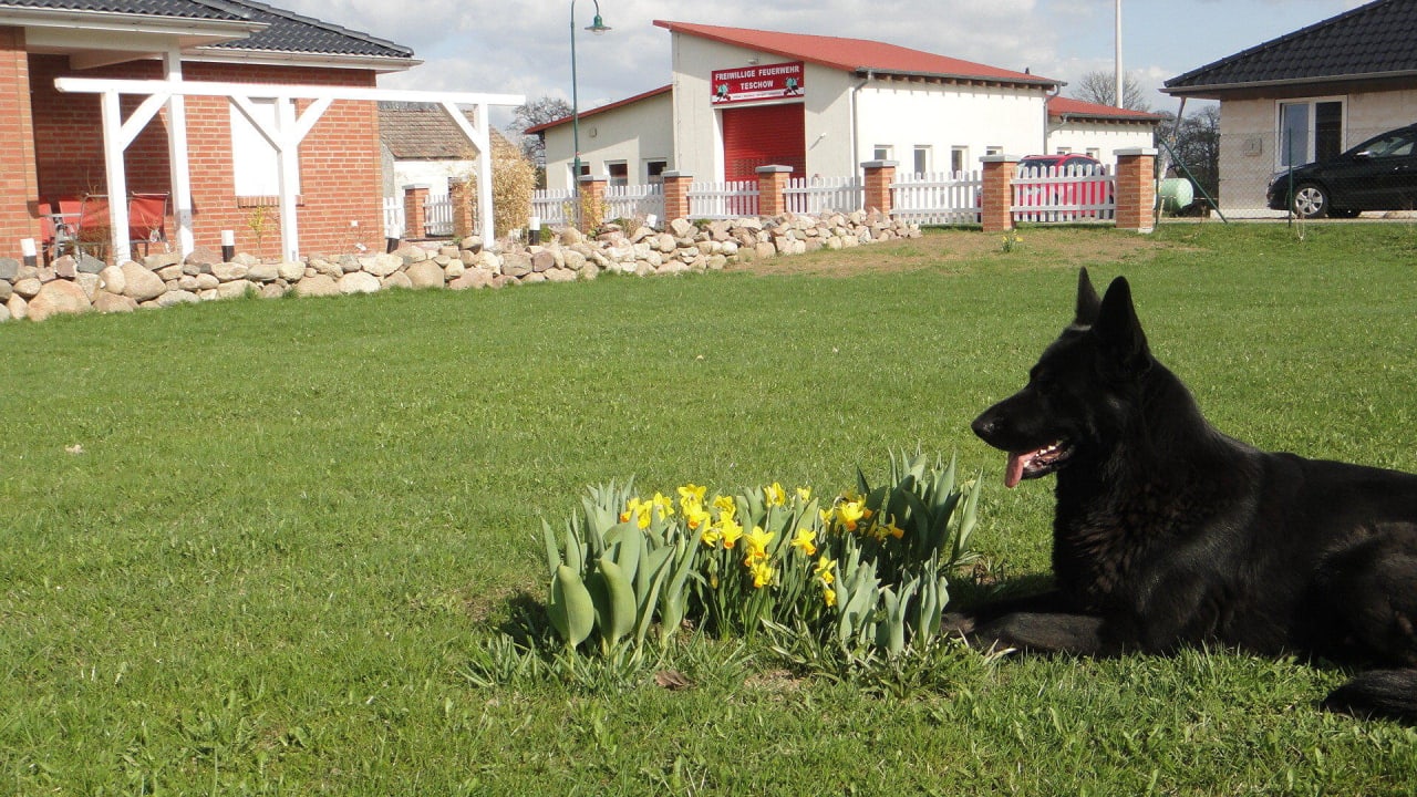 Frühlingsknospen am Haus Frantje - März 2014 Haus Frantje