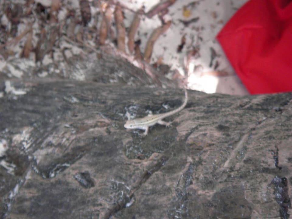 Unsere ständigen Begleiter Hotel Grand Palladium Palace Resort, Spa & Casino