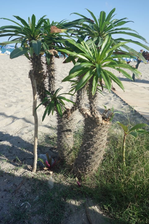 Minipalme Hotel Kathrin Beach