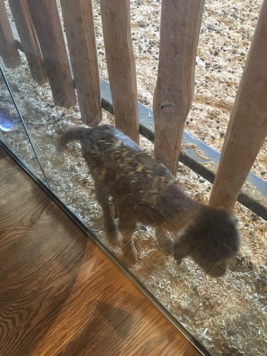 Sonstiges Dachsteinkönig - Familux Resort