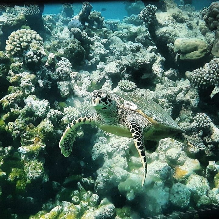 Schildkröte am Riff Summer Island Maldives