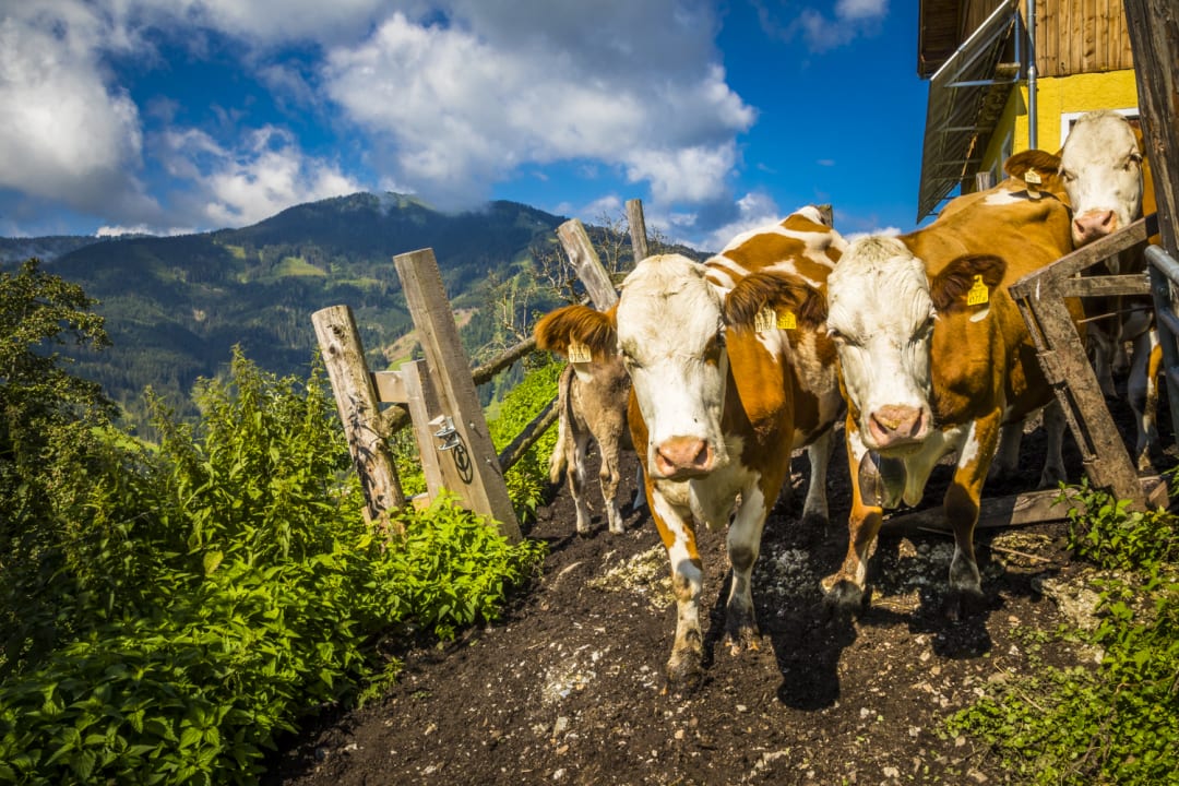 Sonstiges Almhütte Brandgut