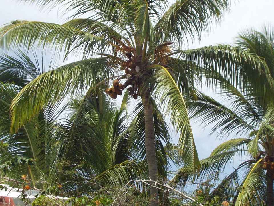 Palme Grand Palladium Select Bávaro Resort & Spa
