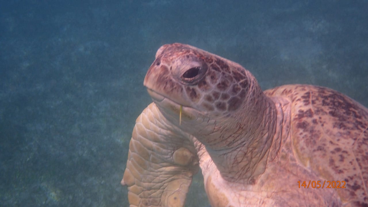 Strand Shams Prestige Abu Soma-Adults Only