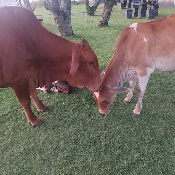 Sonstiges Earl’s Reef Beruwala