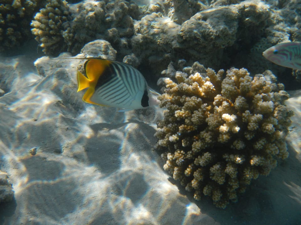 Snorkel Prima Life Makadi Resort