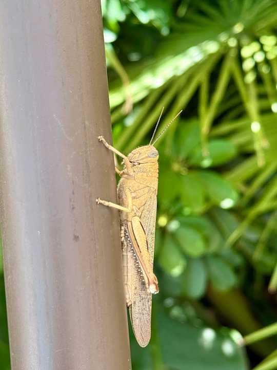 Gartenanlage Hotel Kalithea Horizon Royal