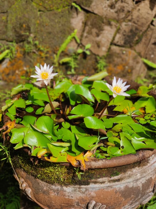 Gartenanlage Bagus Jati Health & Wellbeing Retreat