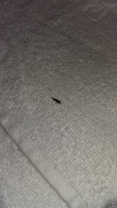 Insects in the bed Odessos Park Hotel