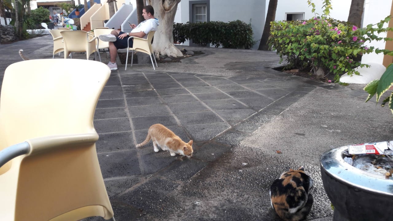 Sitzecken vorm Eingang Restaurant Apartamentos LIVVO Morromar