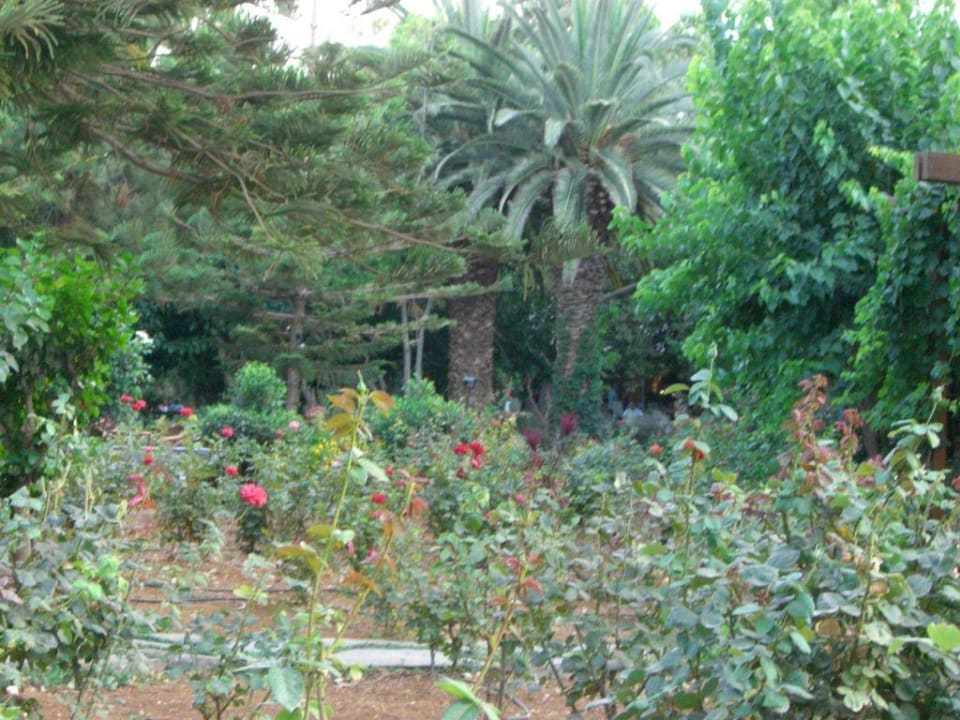 Gartenanlage Apollonia Beach Resort & Spa