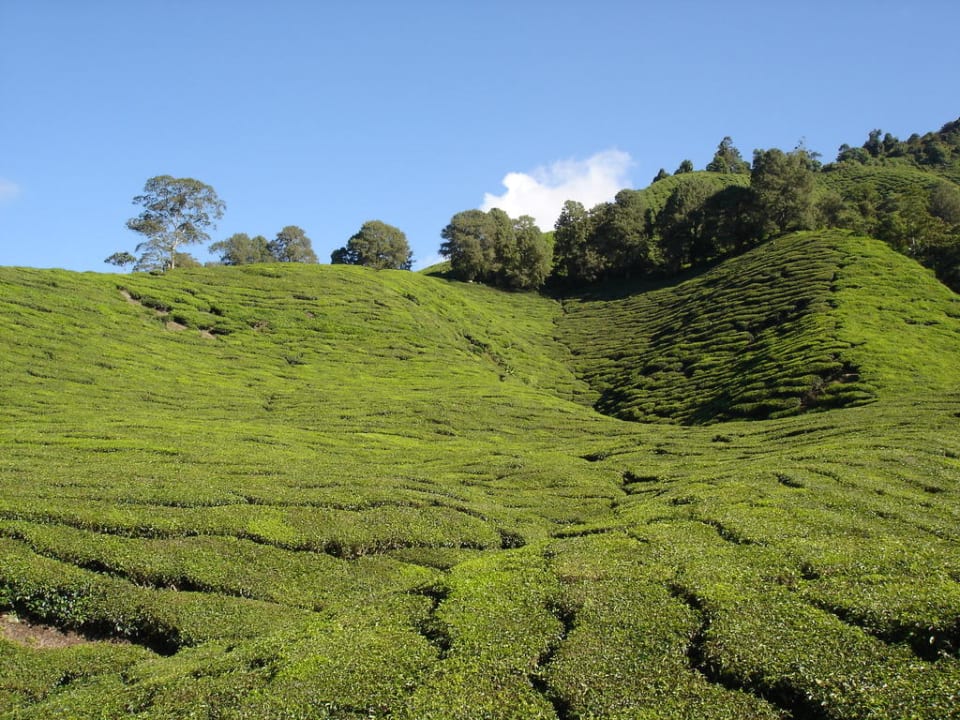 Teeplantage Father's Guest House