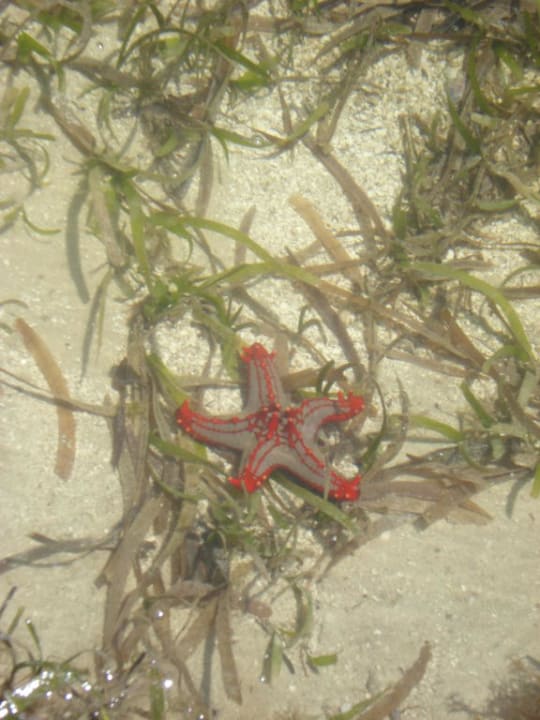Seestern bei Ebbe Reef Hotel Mombasa
