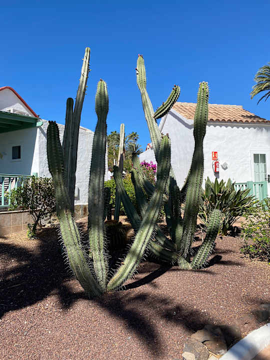 Gartenanlage Aldiana Club Fuerteventura