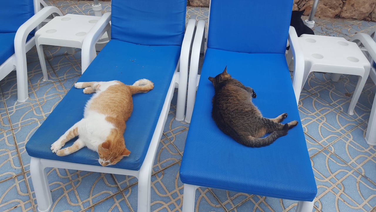 Die süßen Hotelkatzen MUR Hotel Faro Jandia & Spa Fuerteventura