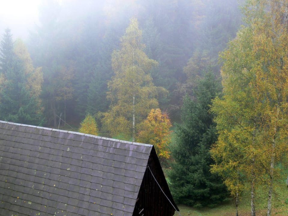 Ausblick aus dem Zimmer auf den Wald Pension Sonnenblick