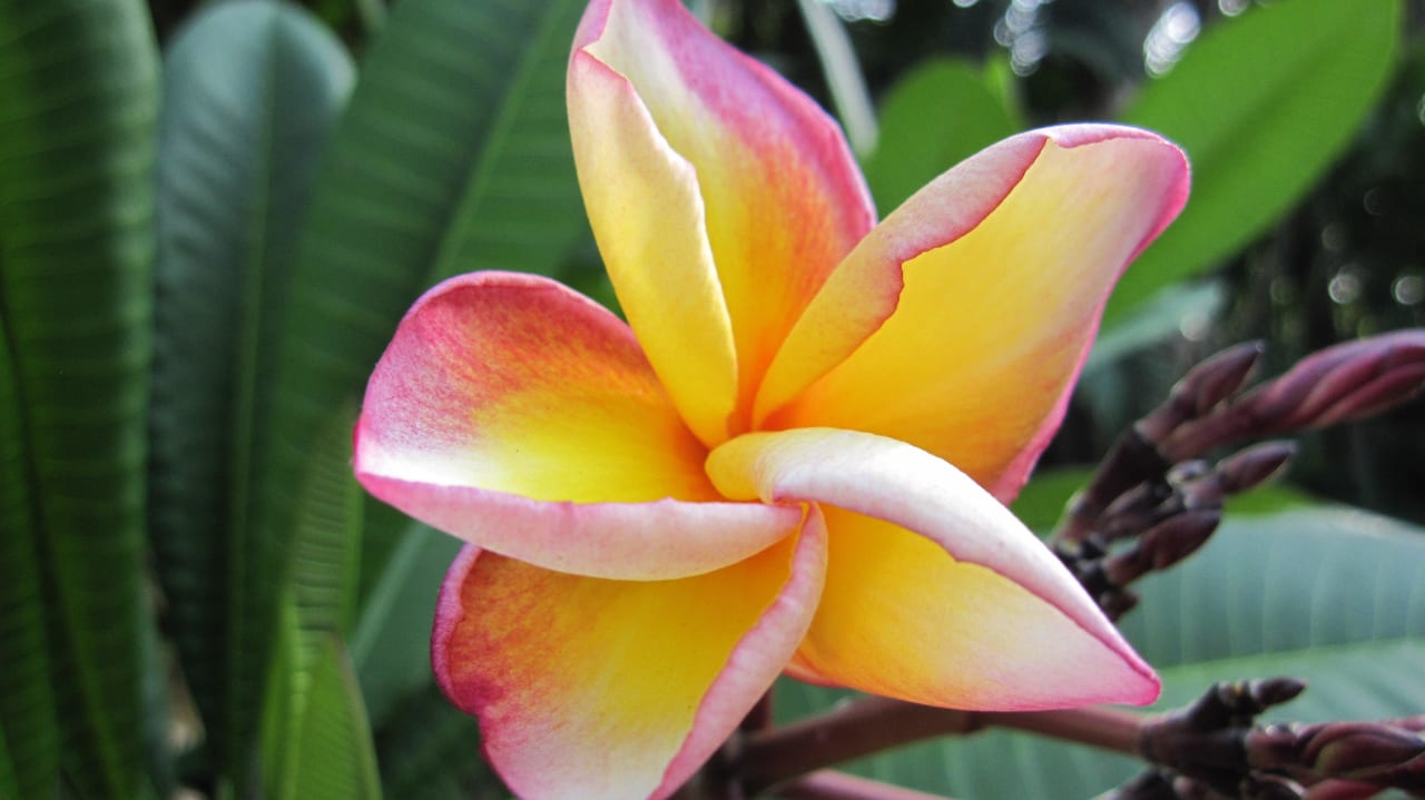 Frangipani Padma Resort Legian