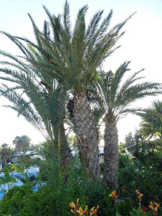 Palmen im Garten Atrium Palace Thalasso Spa Resort & Villas