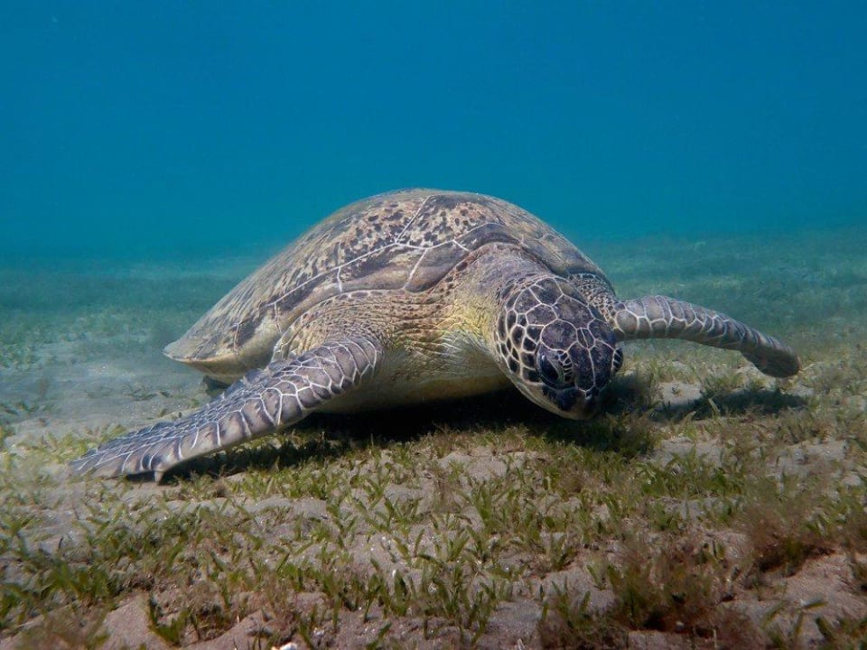 Meeresschildkröte Malikia Resort Abu Dabbab