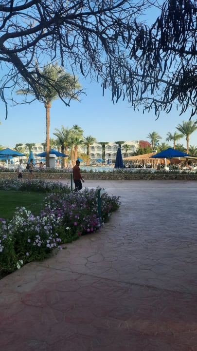 Gartenanlage Desert Rose