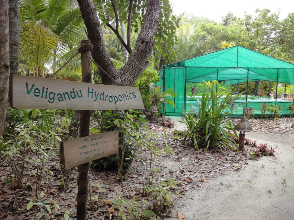 Anbau von Gemüse, Salat etc. Veligandu Maldives Resort Island