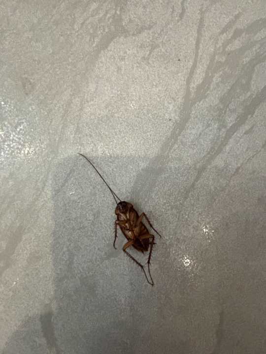 Zimmer Luna Vista Belek