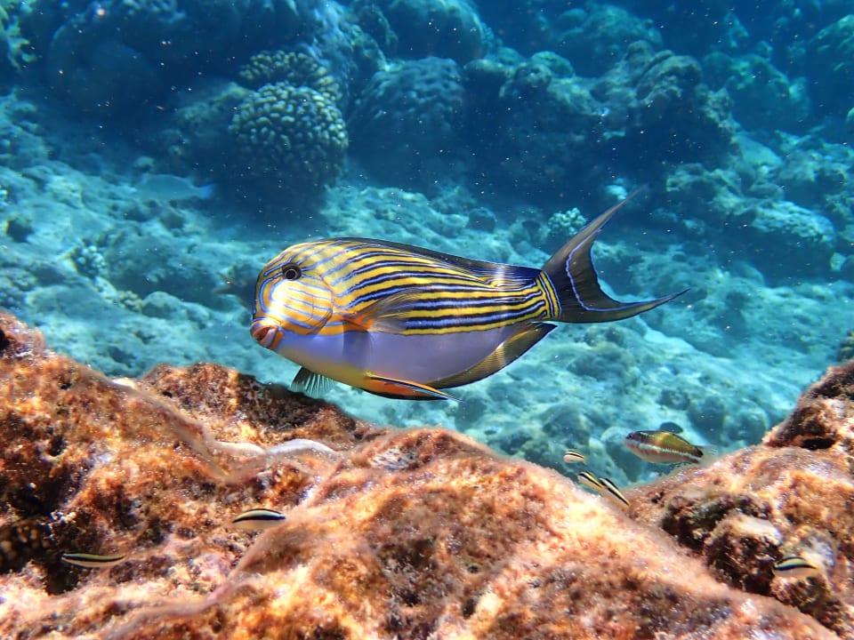 Sport & Freizeit Filitheyo Island Resort