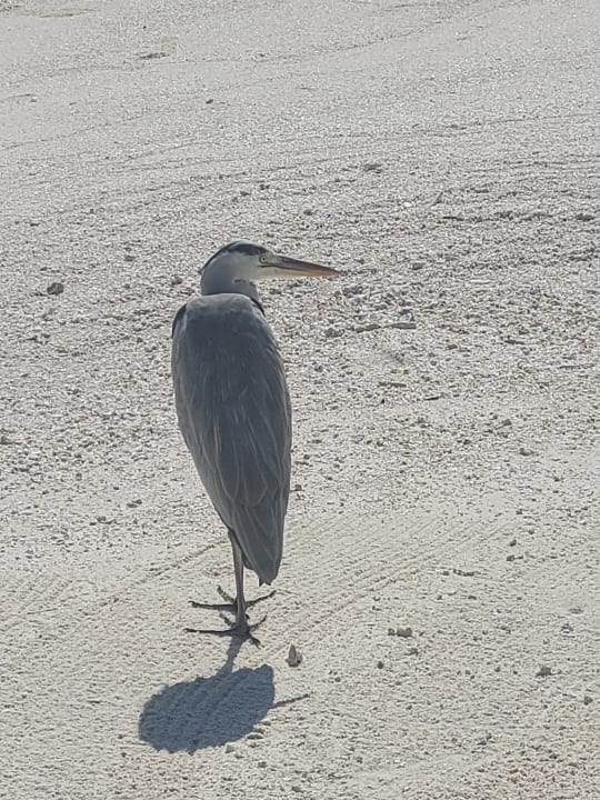 Gartenanlage Vilamendhoo Island Resort & Spa