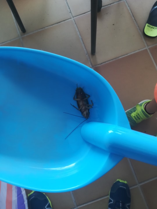 Zimmer allsun App.-Hotel Albatros