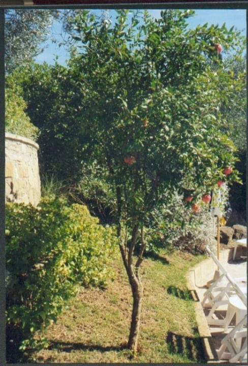 Granatapfel-Baum Hotel Villa Paradiso