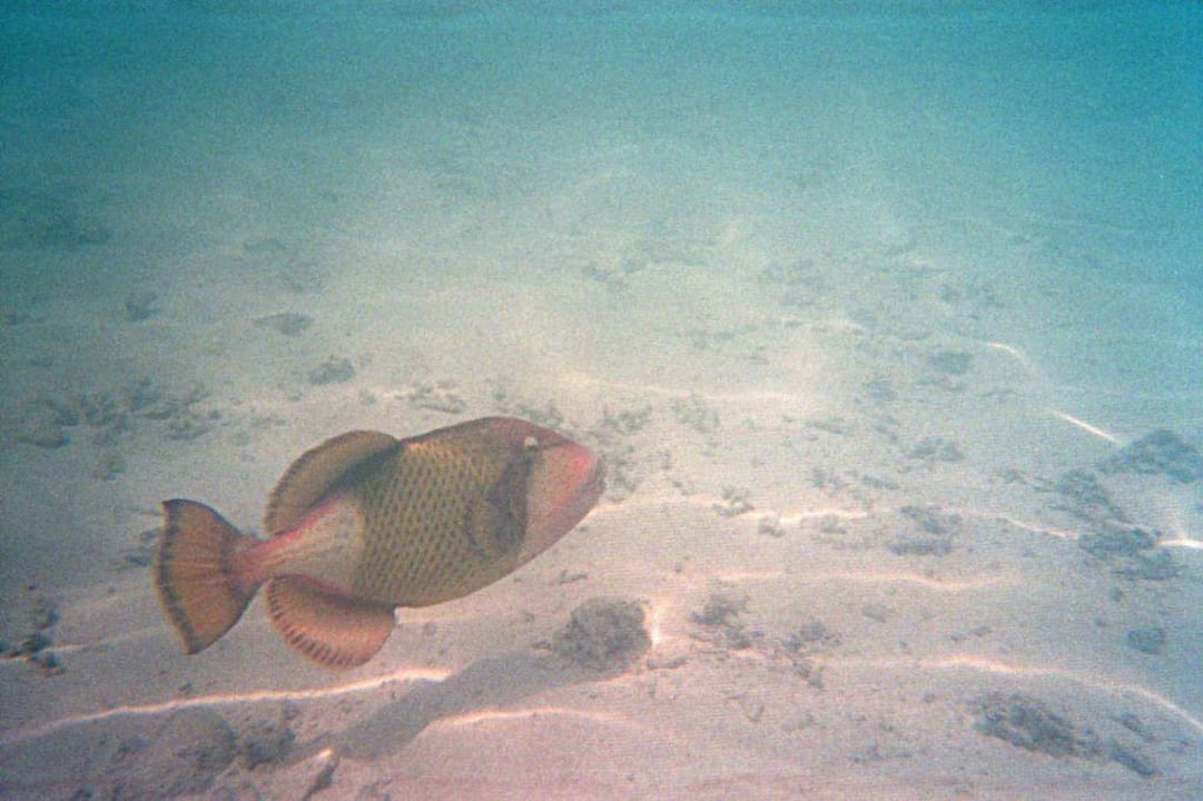 Großer Drückerfisch Summer Island Maldives