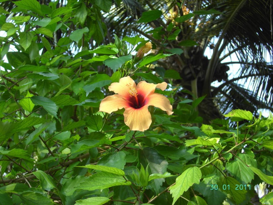 Blumen über Blumen Kuramathi Maldives