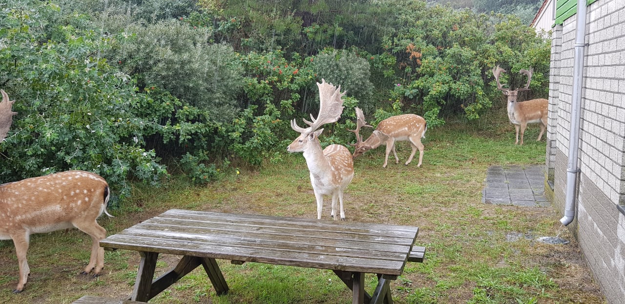 Gartenanlage Center Parcs Park Zandvoort - Ferienhäuser