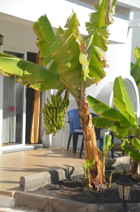 Terrasse mit eigener Obstversorgung Hotel Floresta