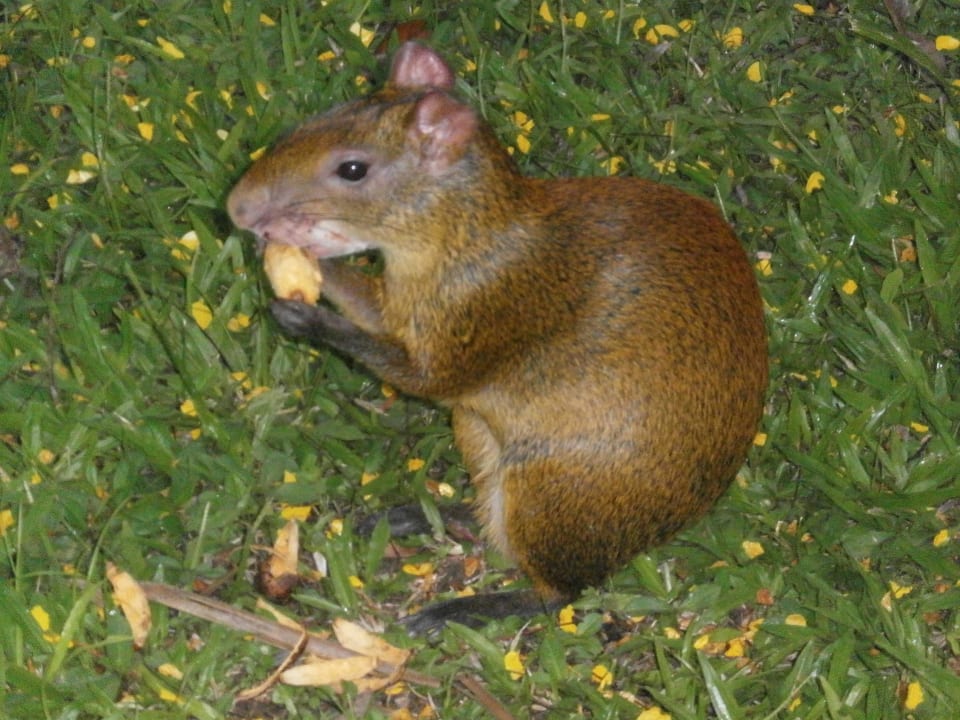 Tiere auf dem Gelände Corto Maltes Amazonia Lodge