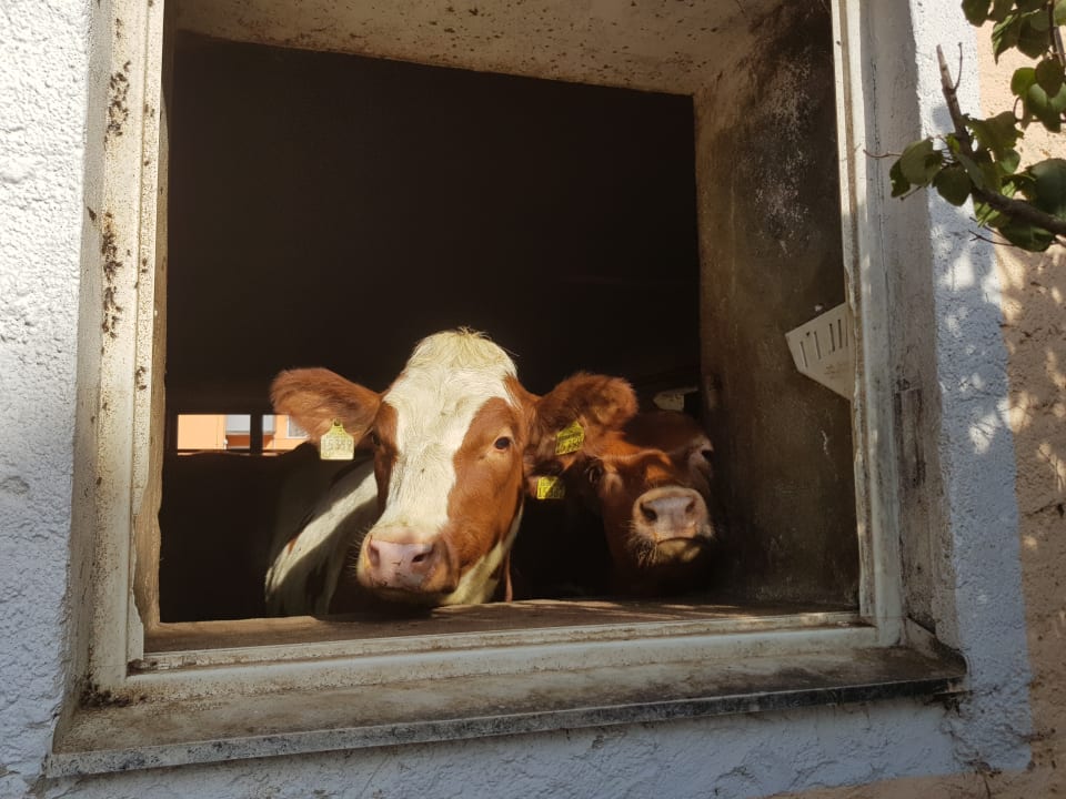 Sonstiges Mohrenhof Franken