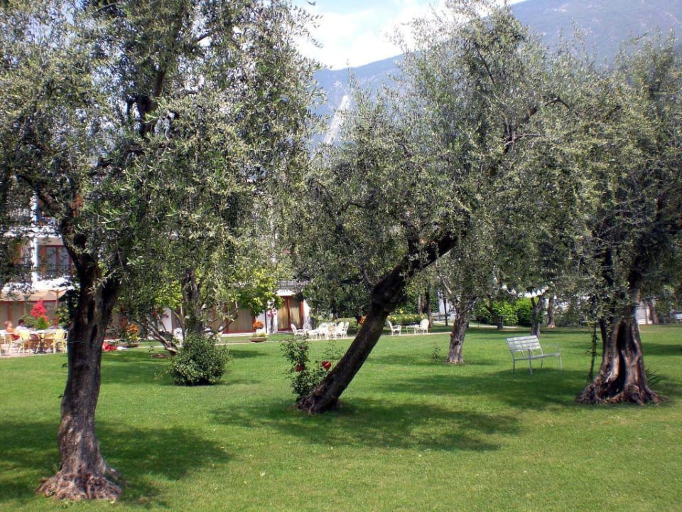 Olivenbäume Olivi Club Tennishotel