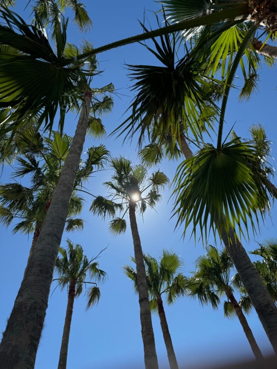 Gartenanlage Delfina Tropic Beach